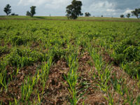 pasture mix